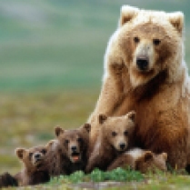 Grizzly bear & cubs