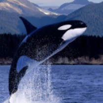 Orca / killer whale